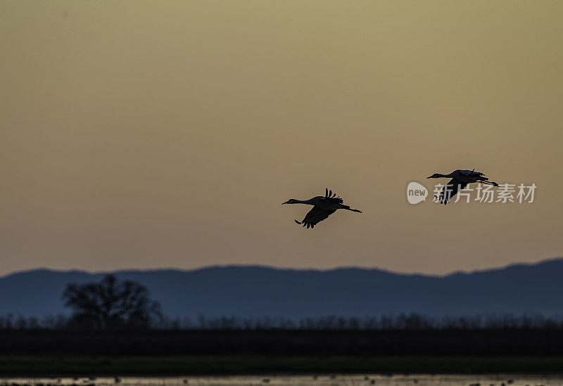 沙丘鹤(Antigone canadensis)是北美大型鹤的一种。Woodbridge生态保护区(又名Isenberg鹤保护区)。准备晚上降落。